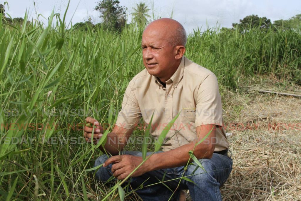 Agriculture technician Jacobo Arturo Castillo, in a field in Carapichaima, says soil sampling, crop diversification, a review of irrigation systems are examples of what can be included in a post-pandemic agriculture policy. 
 - Photo by Marvin Hamilton