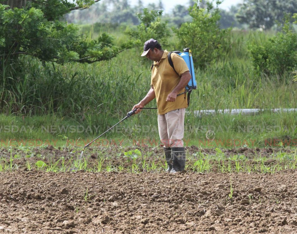 File photo: A farmer sprays his crops for pests at his Southern Main Road, Cunupia garden. Members of the agriculture sector will be among the exapanded vaccination programme Government announced on Saturday.  - Photo by Angelo Marcelle
