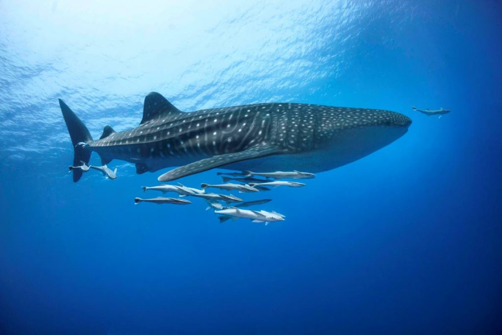 A whale shark at Ras Mohammed National Park in Egypt. PHOTO COURTESY Cinzia Osele Bismarck/ Ocean Image Bank - 