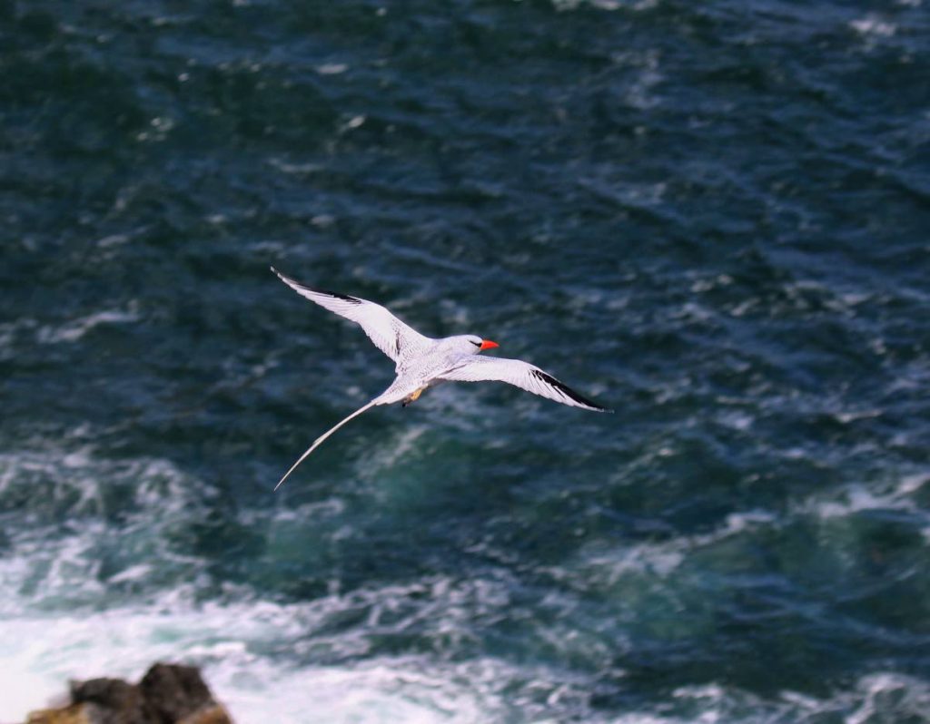 A red-billed tropicbird in flight over Little Tobago. - 