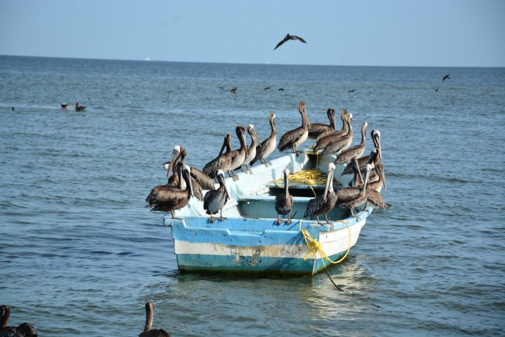 A pod of pelicans took a moment to relax on this pirogue - Photo by Vitra Sankar