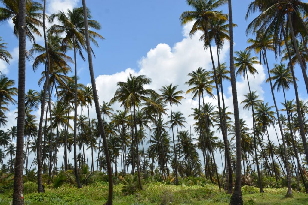 Photo by Newsday reader Vitra Sankar showing the fields of coconut trees against the heavenly skyline in Manzanilla on Monday. - Photo by Vitra Sankar