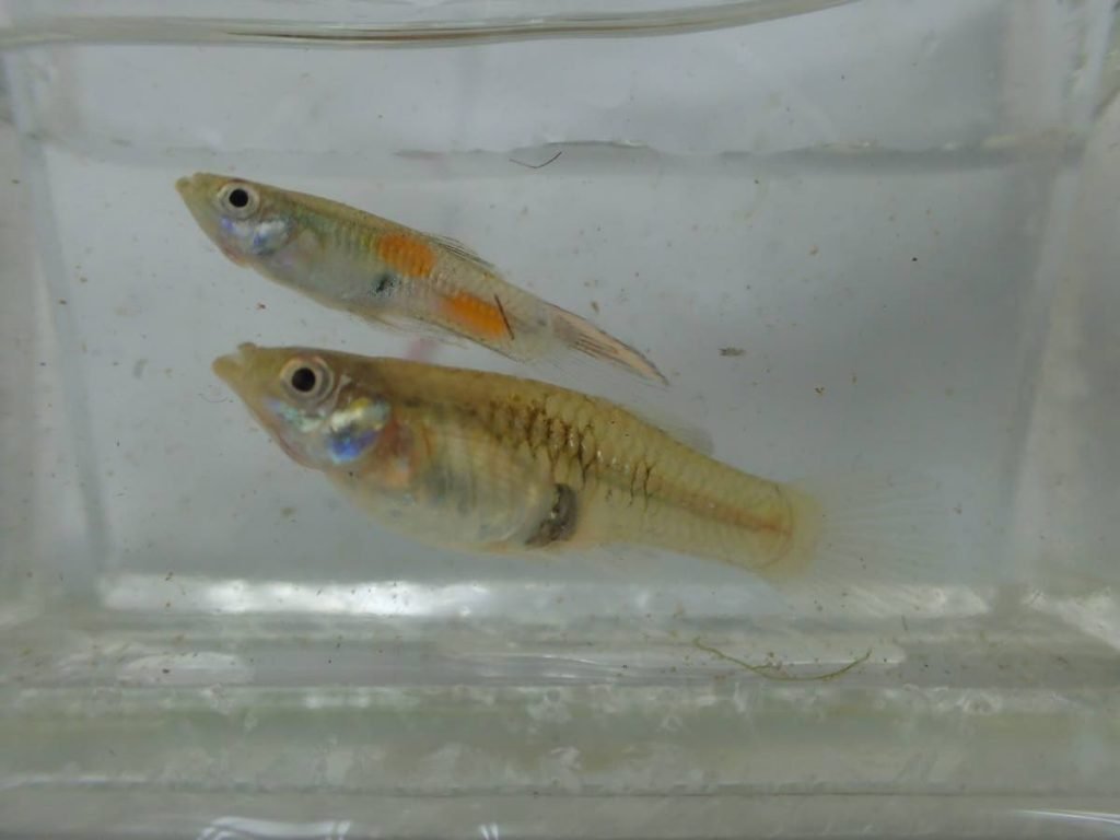 Today, the guppy is bred around the world to create different varieties. - Photo courtesy Dr Ryan S Mohammed