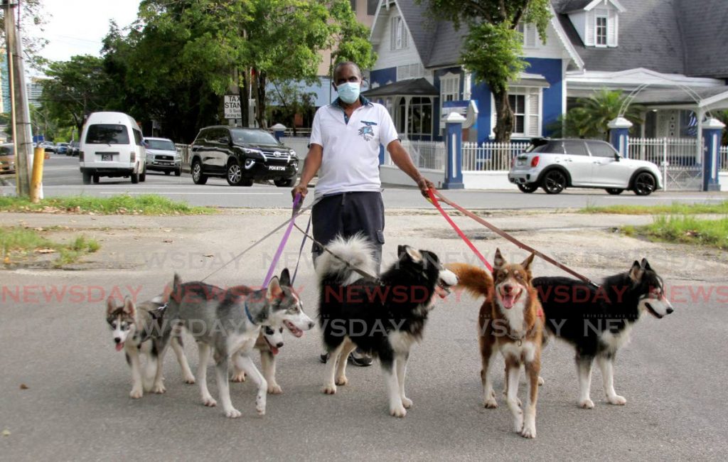 Woody the dog walker manages six Siberian Huskies at Queen's Park Savannah in Port of Spain on July 23. Photo by Marvin Hamilton