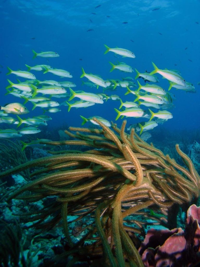 Biodiversity:  Fan coral and a school of parrot fish. - JONATHAN GOMEZ