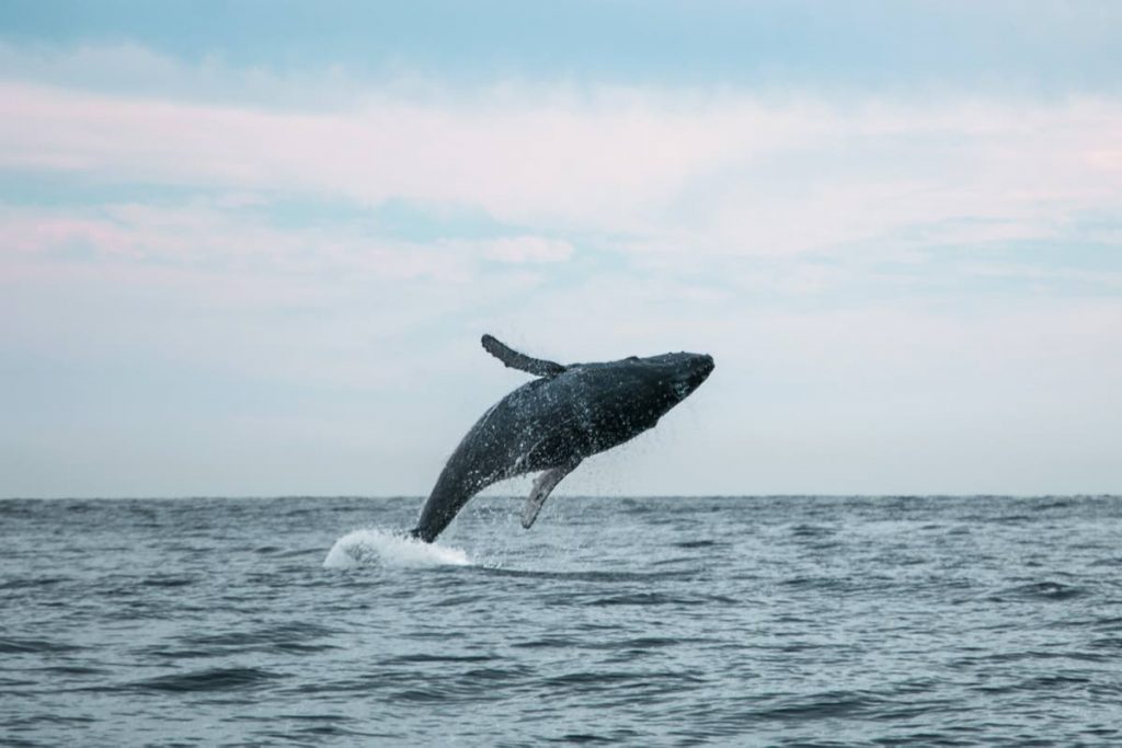 A humpback whale leaps out the water, Baja California Sur, Mexico. PHOTO COURTESY Michele Roux/Ocean Image Bank - 