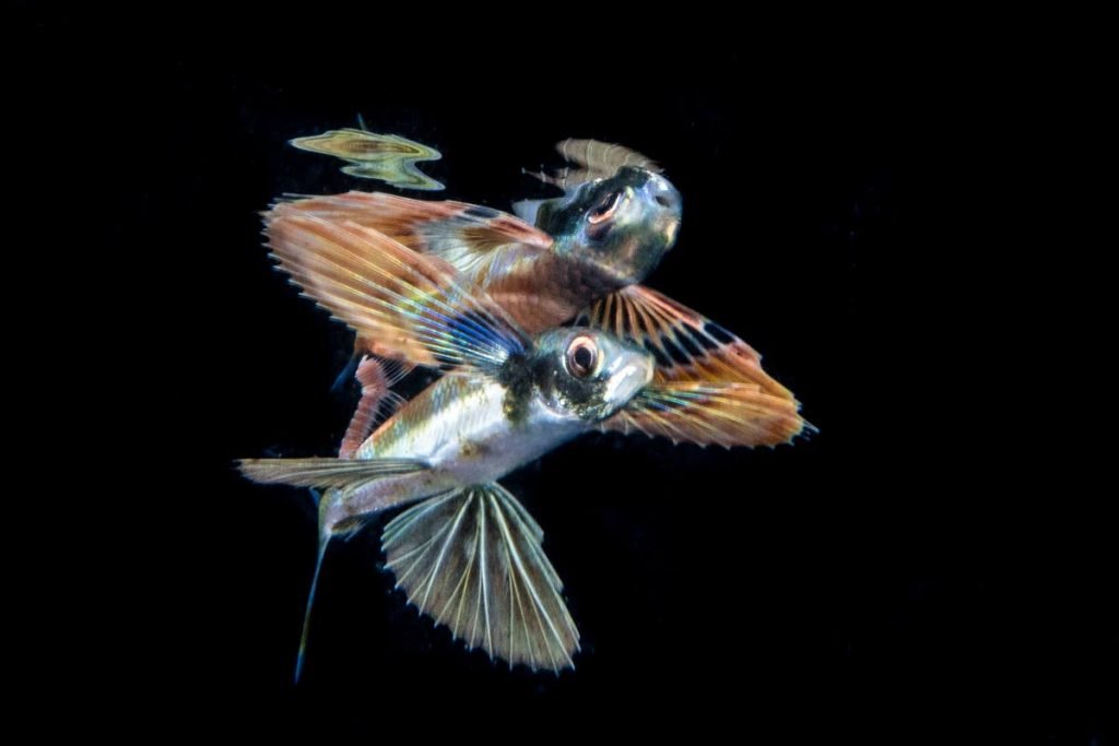 REFLECTION: A flying fish. PHOTO COURTESY Mike Bartick/Ocean Image Bank - MIKE BARTICK
