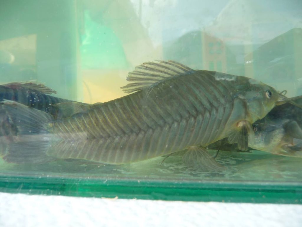 The cascadus appearance makes it unique as its just one of three catfish species (in TT) that have armoured plates.  - Photos courtesy Dr Ryan S Mohammed