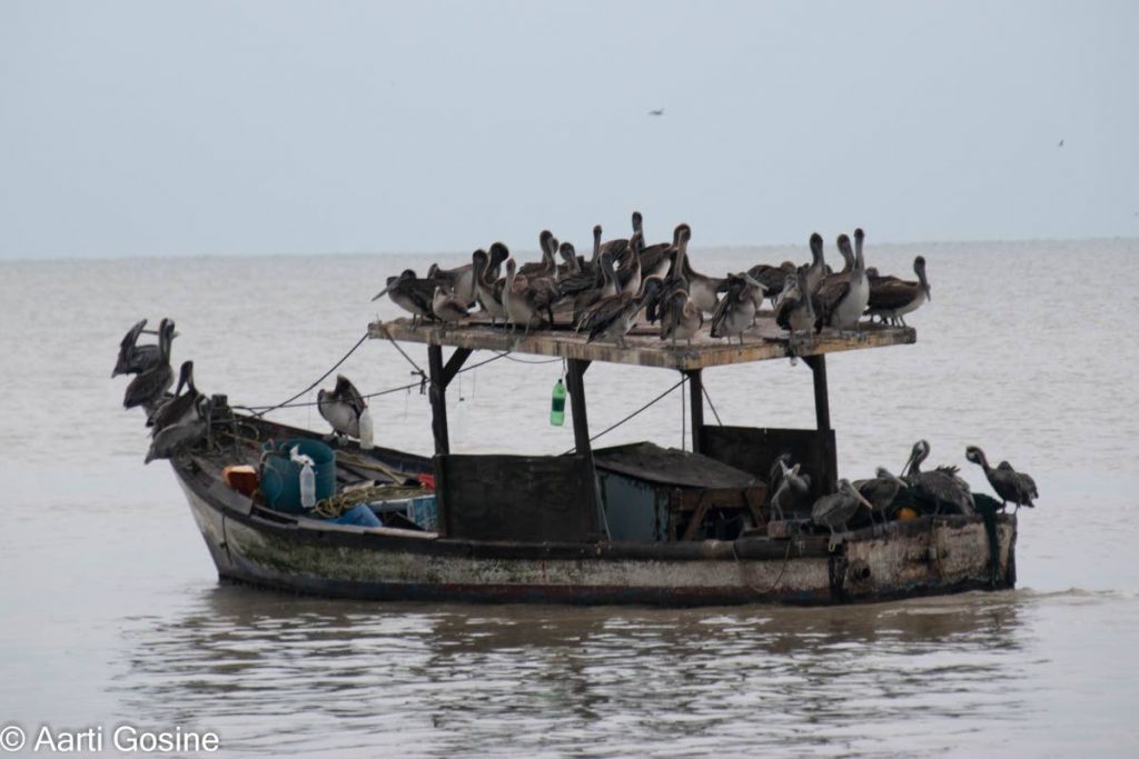 Pelicans seek refuge on an oil covered boat in the Gulf of Paria after an oil spill in Pointe-a-Pierre.  - Photo courtesy Aarti Gosine