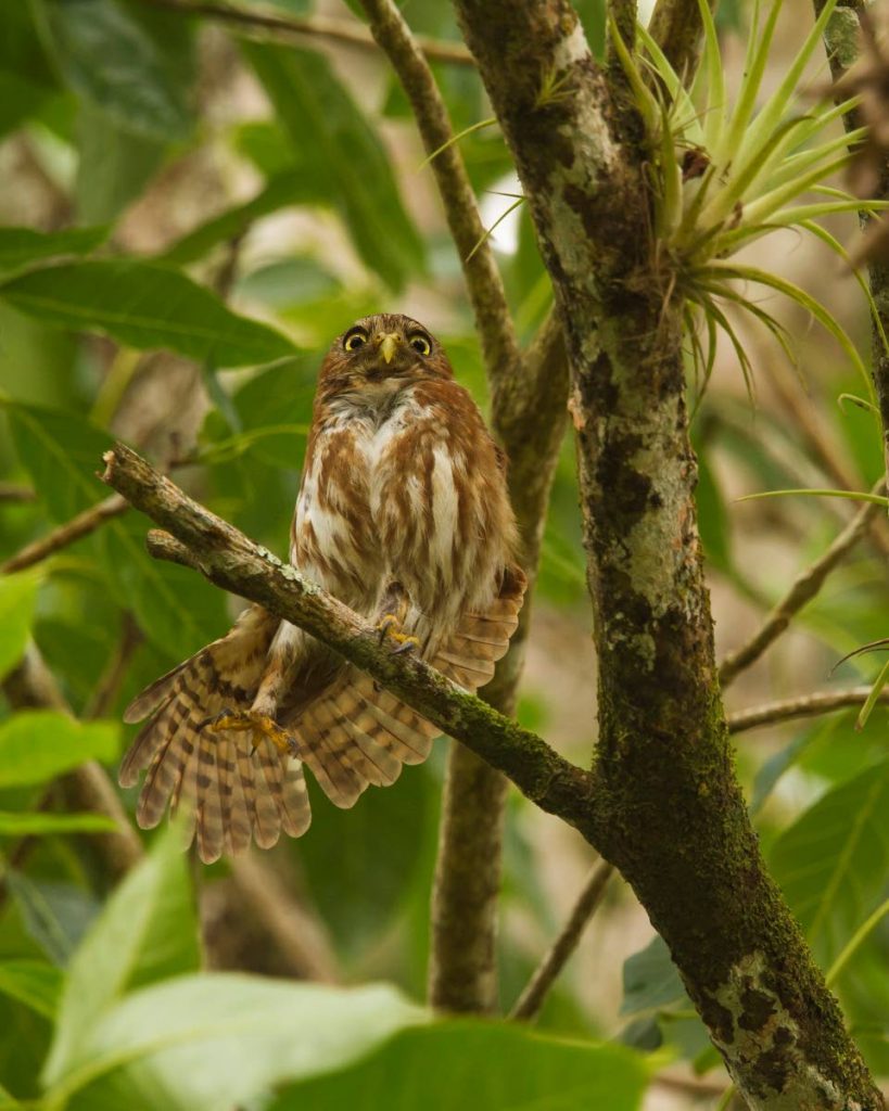 Seeing a bird is vastly different from spending time together. Comfortable with the observer's presence, a relaxed ferruginous pygmy-owl performs a stretch. PHOTOS BY FARAAZ ABDOOL - 