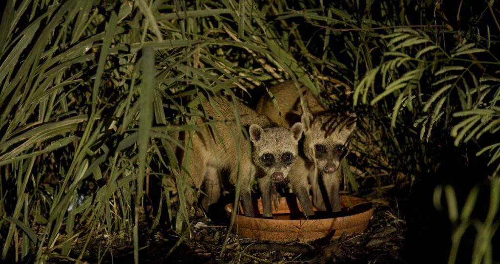 Wildlife filmmaker Jason-Marc Mohamed was only able to capture this photo of TT's elusive crab-eating raccoons because they were using a dish left at the Caroni Swamp to wash their food. People feeding stray cats at the swamp leave these dishes but are being discouraged because the stray cats pose a health risk to wildlife at the swamp. - Photo courtesy Jason-Marc Mohamed