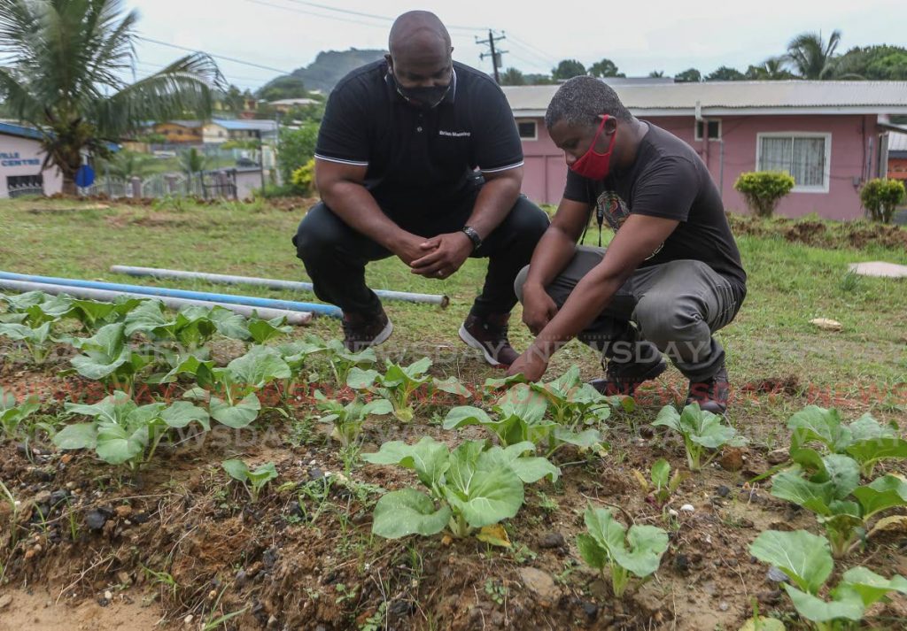 San Fernando East MP Brian Manning, left, and Pleasantville councillor Robert Parris inspect the patchoi grown in the community garden at Flamingo Crescent, Pleasantville on Saturday. - Photo by Jeff Mayers