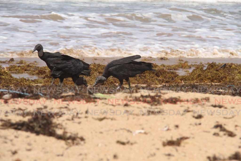 Only vultures on Maracas Beach. Photo by Ayanna Kinsale - AYANNA KINSALE 