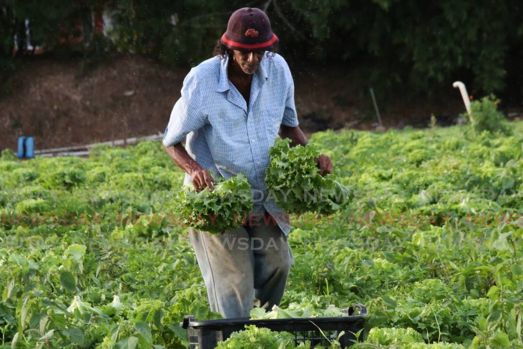 A farmer tends to his lettuce crop in Bon Air West. Government allocated a $500 million agriculture stimulus package during the pandemic. - Photo by Sureash Cholai