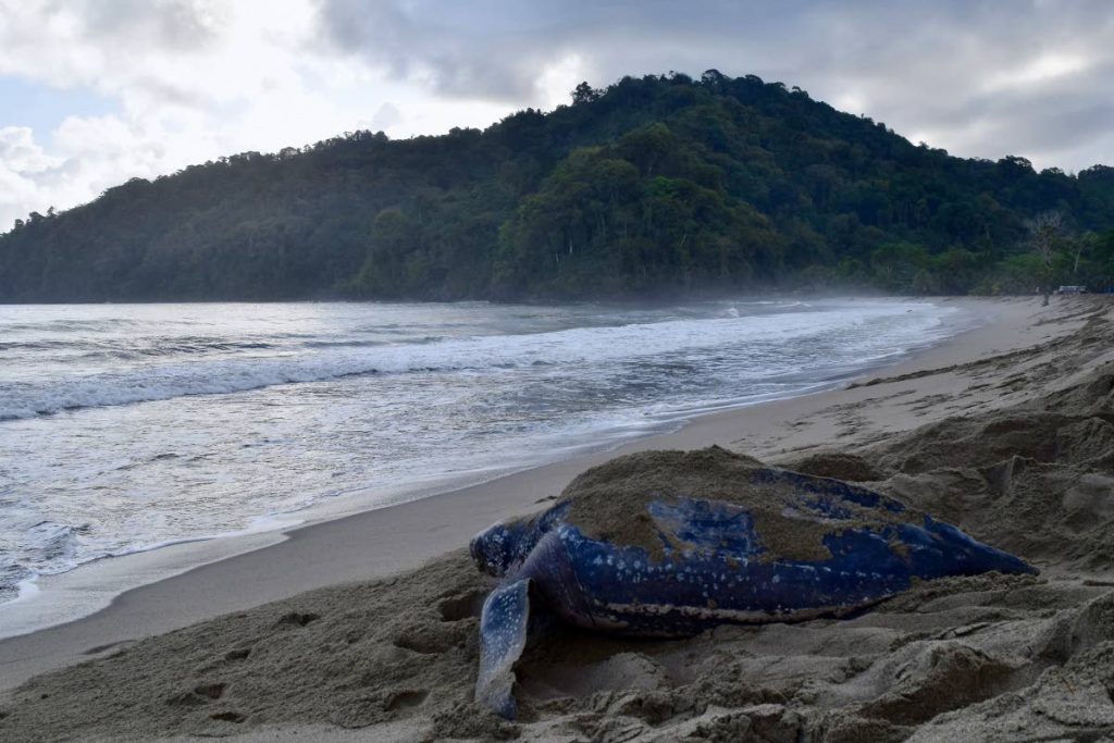 A nesting leatherback turtle at Grande Riviere. Photo by Anjani Ganase