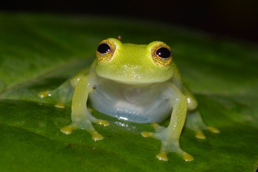 While many people know about the crapaud (the cane toad), herpetologist Renoir Auguste wants them to know that there other kinds of frogs like the Tobago glass frog.  - Photo courtesy Renoir Auguste