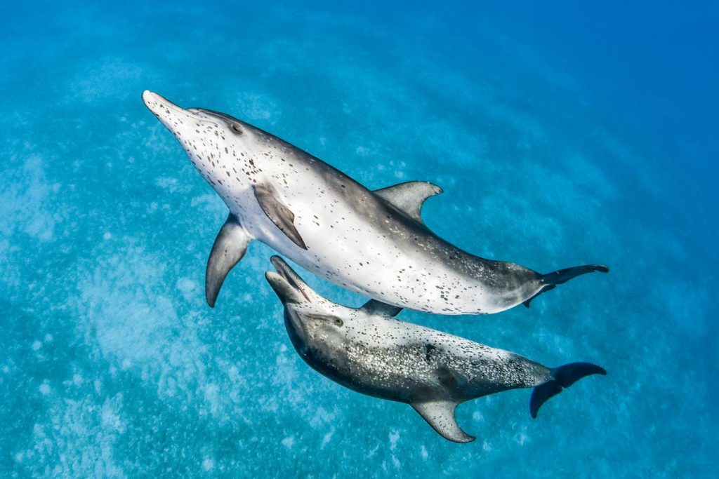 Adult and juvenile Atlantic spotted dolphins in the Bahamas. PHOTO BY Ron Watkins/Ocean Image Bank. - Ron Watkins