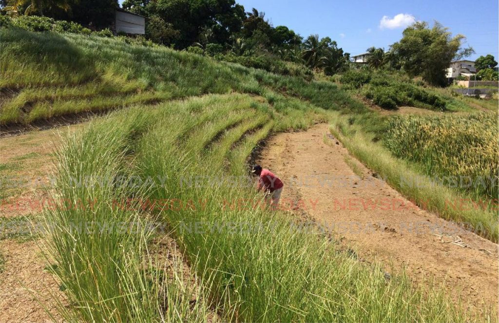 Vetiver grass being planted in contours along a hillside. - Photo courtesy I Am Movement