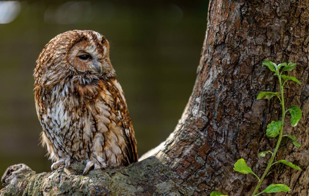 Tawny owl perched on a tree. Photo courtesy Max Pixel. - 