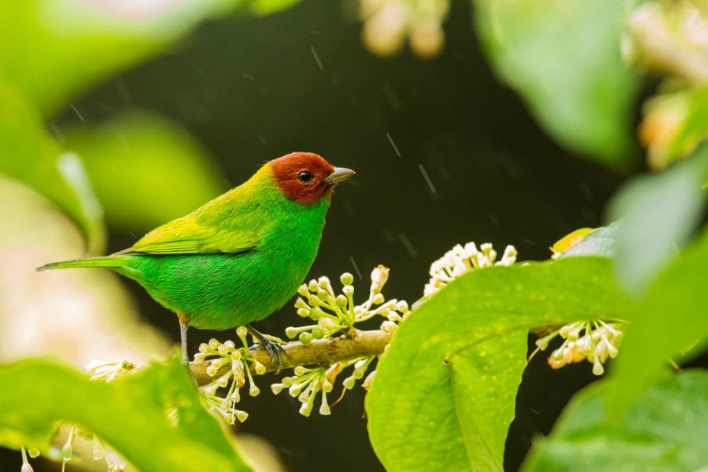 Birds always come in complementary colours, making interior decor straightforward if modelled after particular species. The bay-headed tanager suite at the Asa Wright Nature Centre sounds much more enticing than 