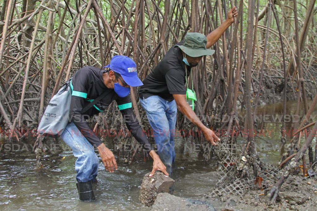 Adesh Singh, president of the Woodland Flood Action group and president of the South Oropouche Riverine Flood Action group Edward Moodie remove old metal and concrete from the mangrove at the Mosquito Creek river on Friday. 
 - Photo by Marvin Hamilton