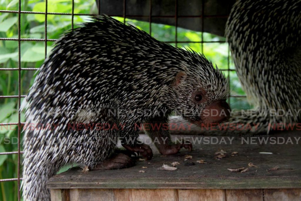 A Brazilian porcupine at the El Socorro Centre for Wildlife Conservation in Freeport. The porcupine's black and white quills is how it defends itself in the wild. - Photo by Marvin Hamilton