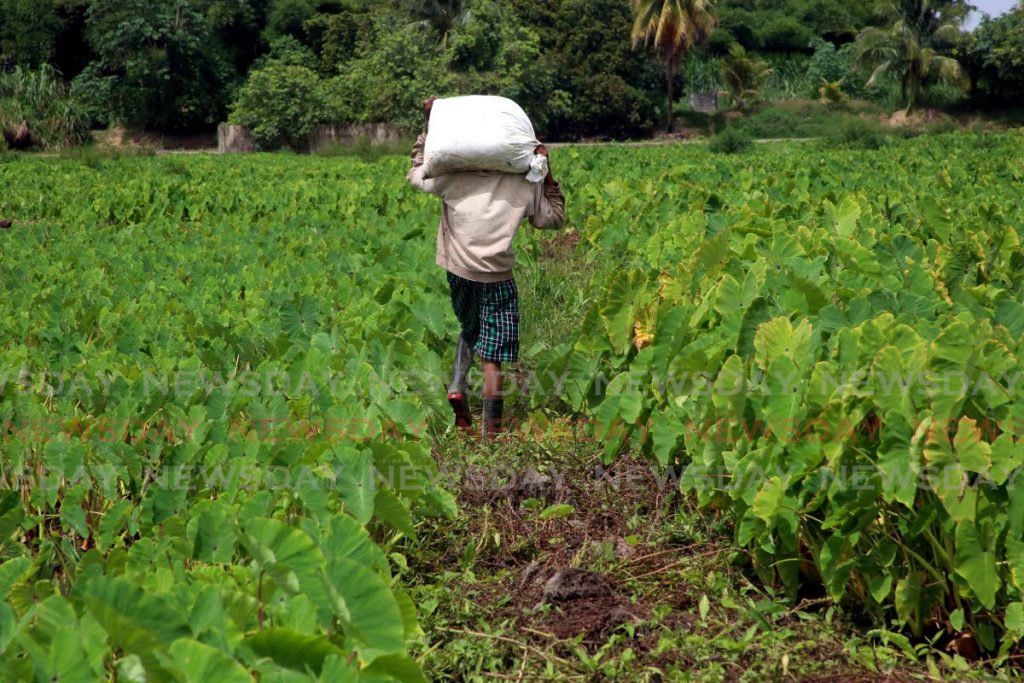 In this file photo, a farmer carries a bag of fertiliser to his dasheen garden.