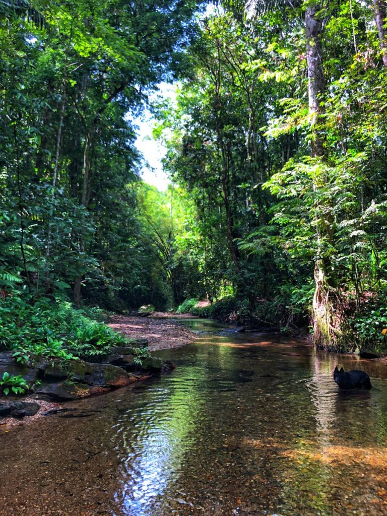 Tropical rivers of Trinidad. Photo courtesy Anjani Ganase - 