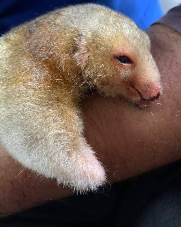 Even though volunteers at the El Socorro Centre for Wildlife Conservation tried their best to save an anteater that was shot recently, it died a few days after being rescued. - 