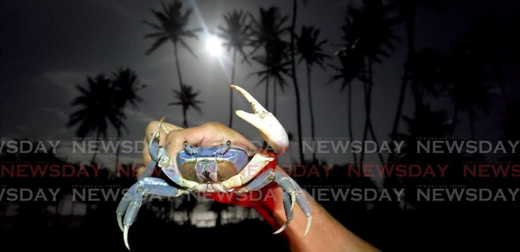 One of the blue crabs caught on October 20 near Mitan River, Manzanilla. Photo by Roger Jacob