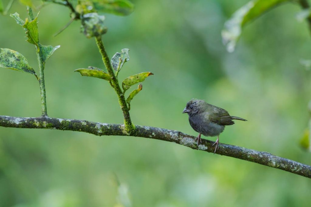 The black-faced grassquit is one of several seed-eating birds lacking a musical song. - Faraaz Abdool