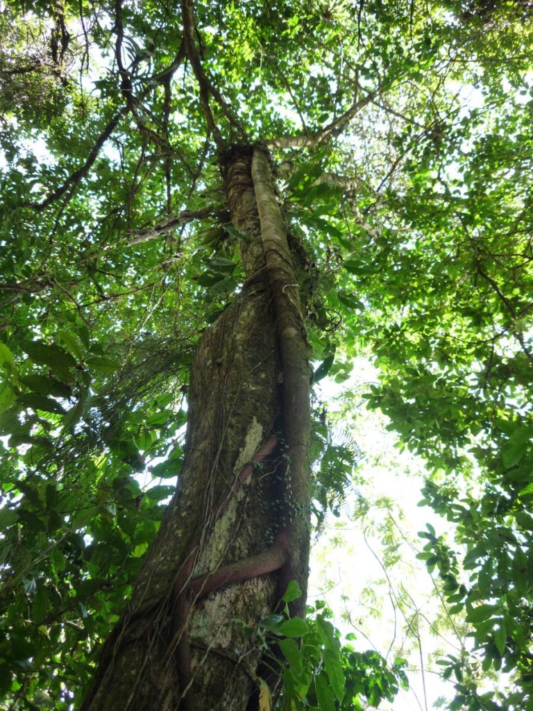 One tree may not make much difference but the earth breathes in forests: trees take in carbon dioxide and release oxygen; they slow the water running off the land, lifting it to the clouds.  - Pat Ganase.