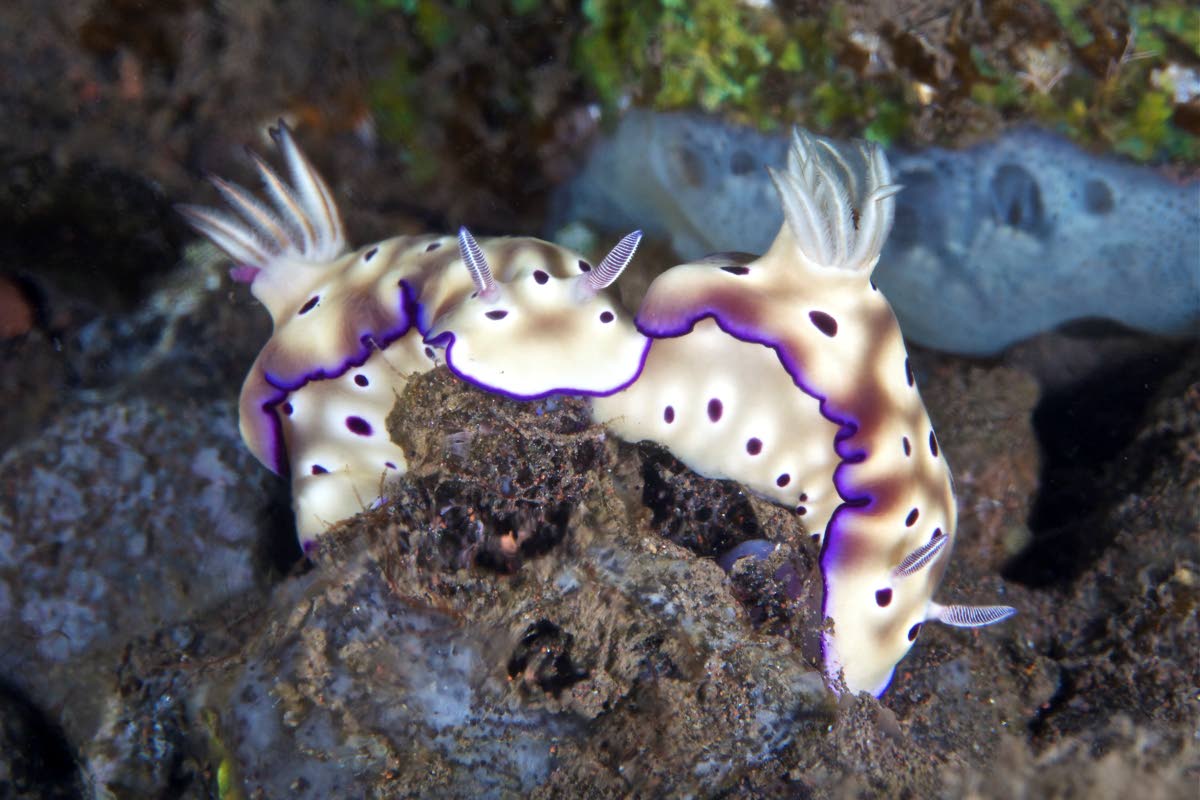 Looking for sea slugs - Trinidad and Tobago Newsday