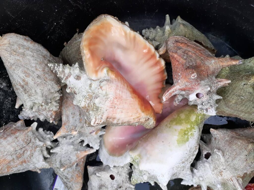 Queen conchs are overharvested for their shells which are used for a variety of purposes including making souvenirs for tourists.  - Photo courtesy Dr Ryan S Mohammed