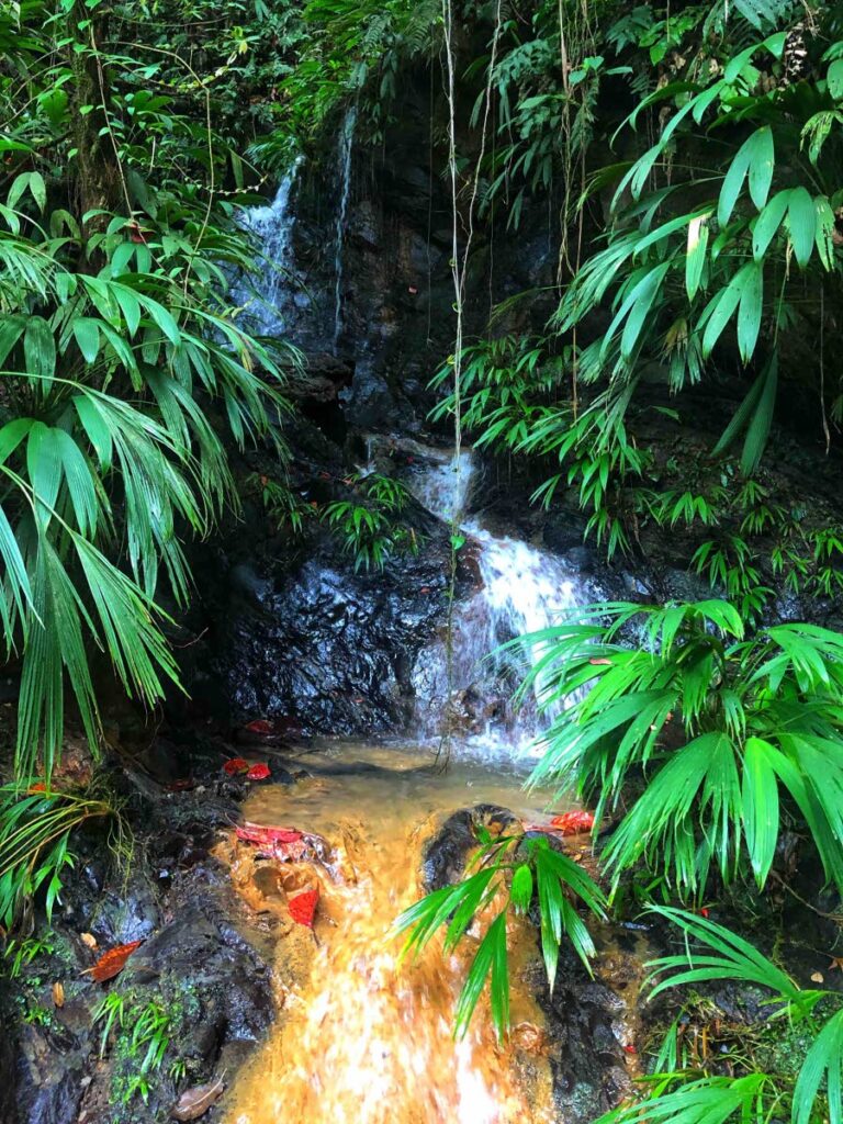A waterfall in Tobago Main Ridge. - Anjani Ganase