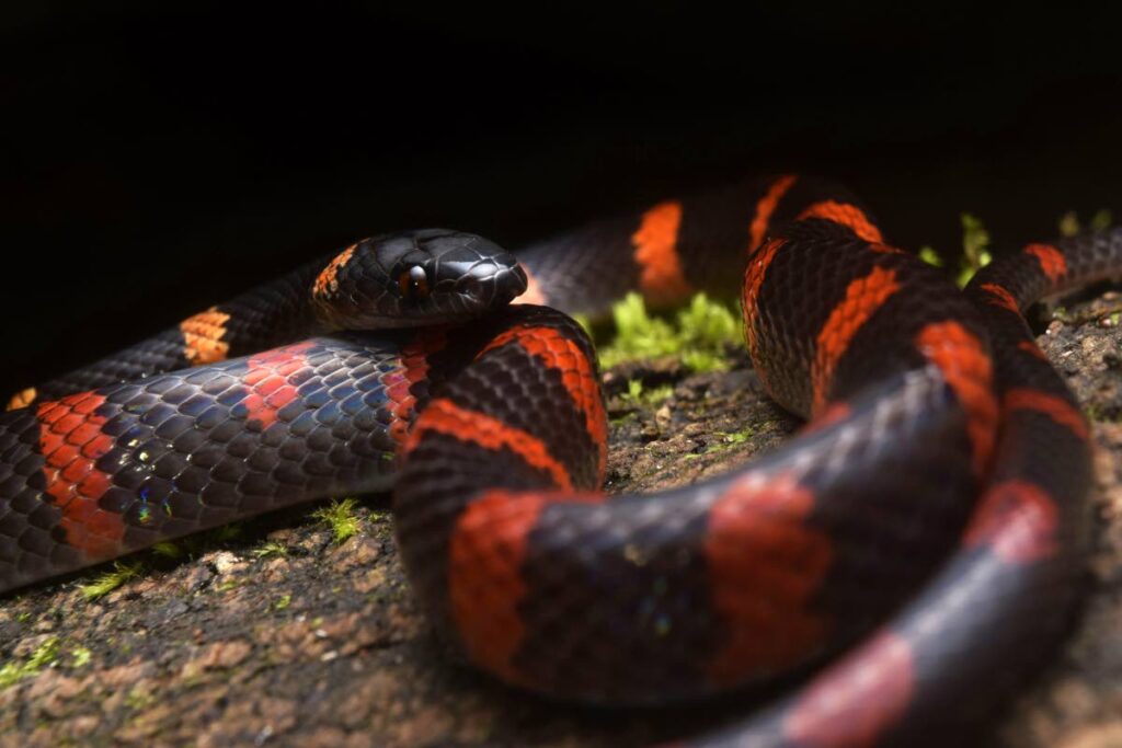 Forest flame snakes are known as 
