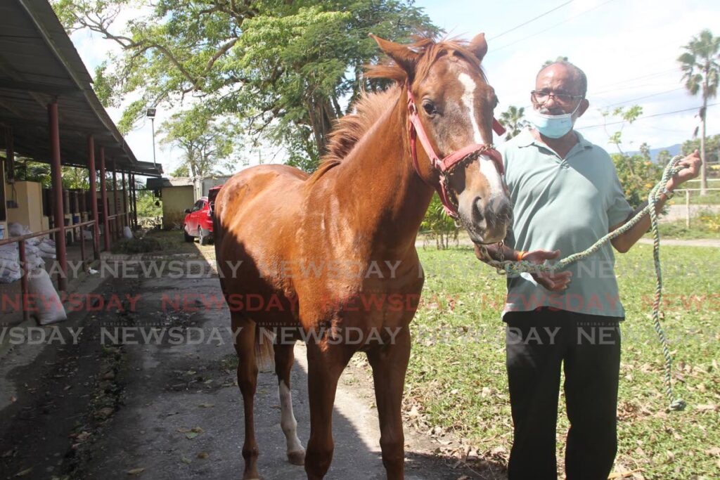 Bennette P Nurse, veteran breeder of the Health Horse Farm, walks #20 Dream On X, one of the yearlings that was offered for sale to prospective horse enthusiasts, during the 2021 Yearlings Sale, hosted by the Stud Farm Association of Trinidad and Tobago and Arima Race Club, Arima on Sunday. - ROGER JACOB