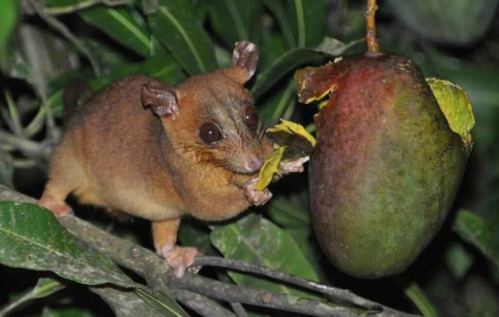 A bare-tailed wholly opossum enjoys a Julie mango at the Wa Samaki Permaculture Estate in Freeport. - Photo courtesy Erle Rahaman-Noronha