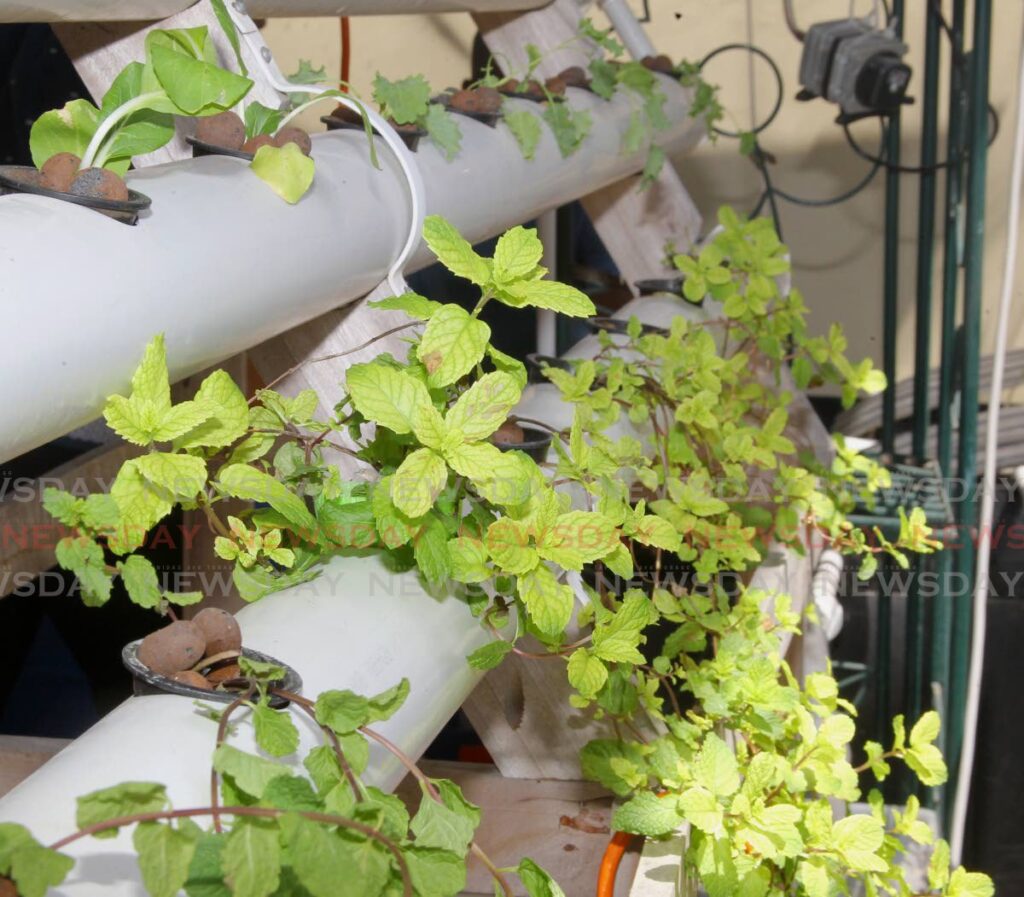 A small-scale aquaponic system used to grow herbs. - PHOTO BY ROGER JACOB