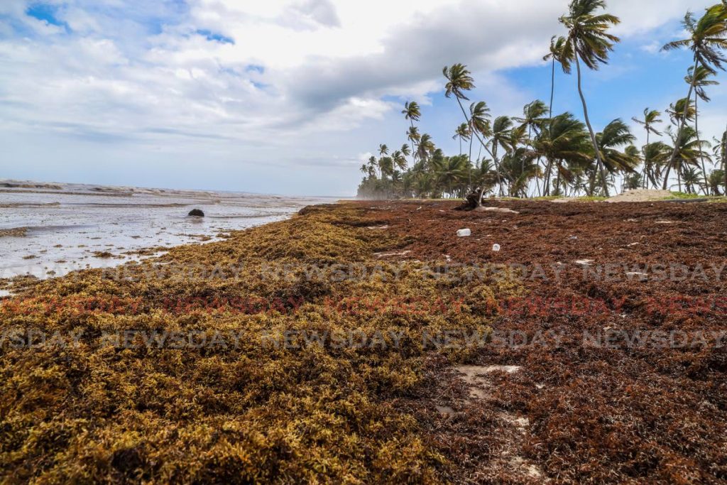 In this 2020 file photo, large deposits of sargassum seaweed litters the Manzanilla coastline. Abnormally high amounts of sargassum, likely caused by climate change, have been washing up on Caribbean shores in recent years, causing noxious fumes and affecting the fishing and tourism industries. - Photo by Jeff K Mayers