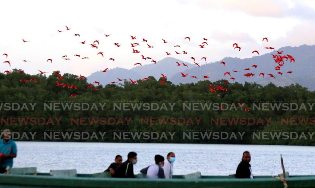 FILE PHOTO: Visitors watching flocks of Scarlet Ibis birds returning to the Caroni Bird Sanctuary mangrove swamp to roost on January 28. 