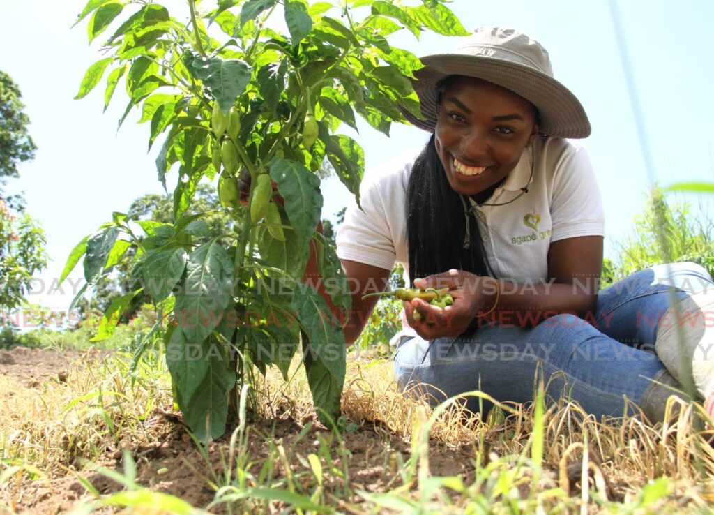 Shakeema Boatswain picks pimento peppers in her garden in La Brea in June. - PHOTO BY AYANNA KINSALE