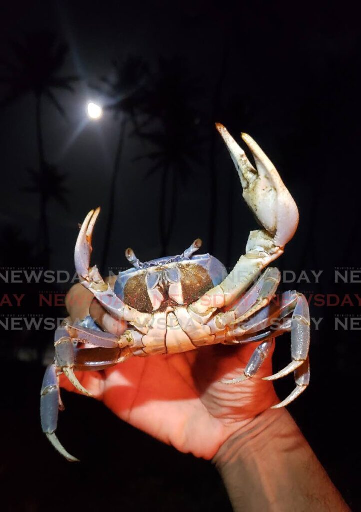 A blue crab caught on a full moon night in Manzanilla. - PHOTO BY ROGER JACOB.