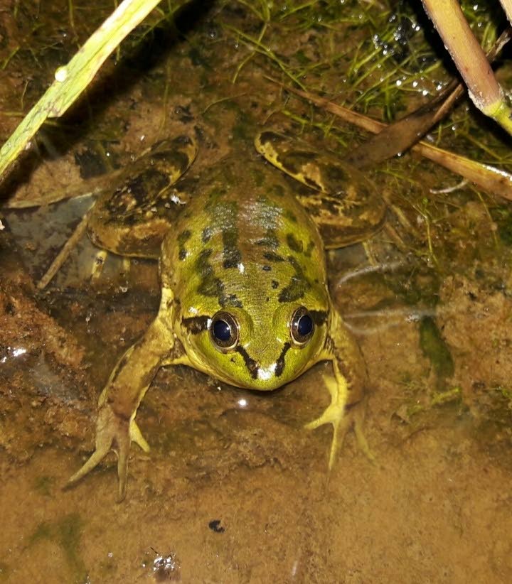 Scientists believe a peptide secreted by paradoxical frogs can help fight diabetes. - PHOTO COURTESY RENOIR AUGUSTE