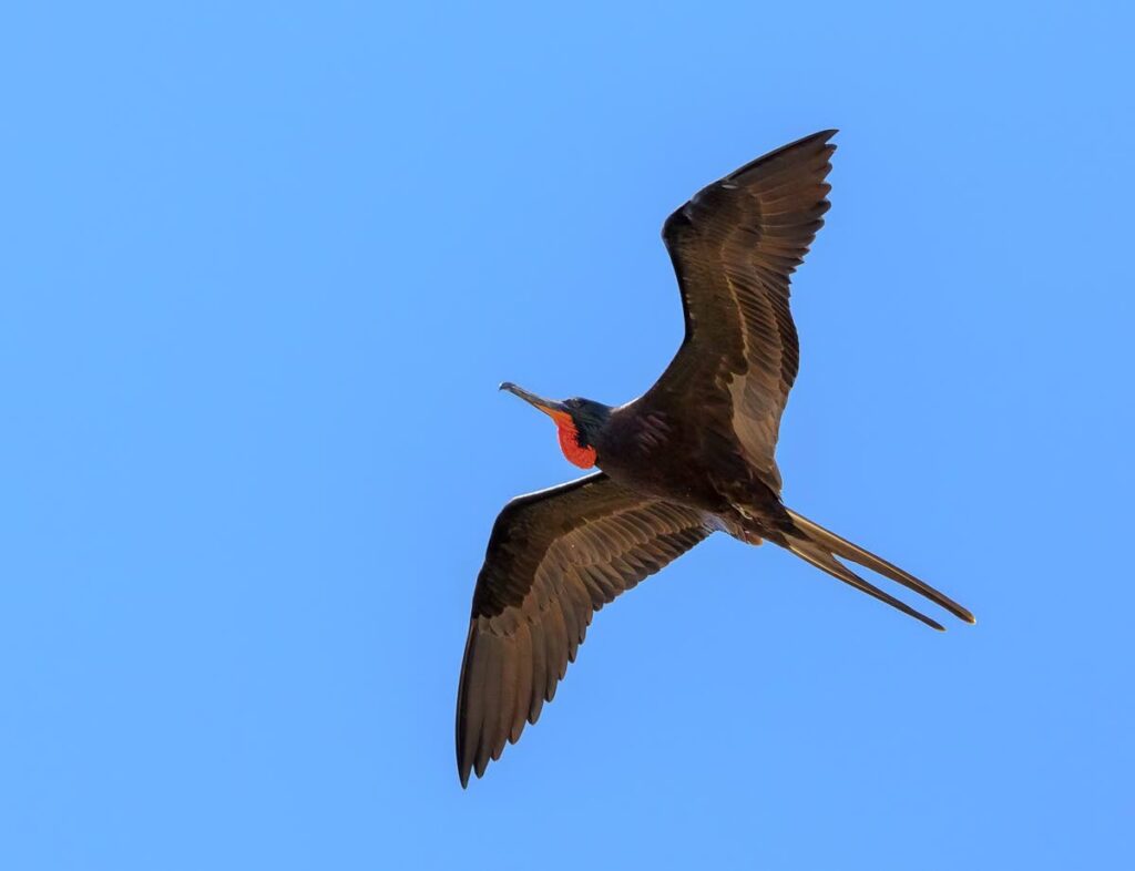 Magnificent frigatebirds have been nicknamed the man 'o war birds because of their ruthless and pirate-like behaviour. Photo courtesy Richard Lakhan