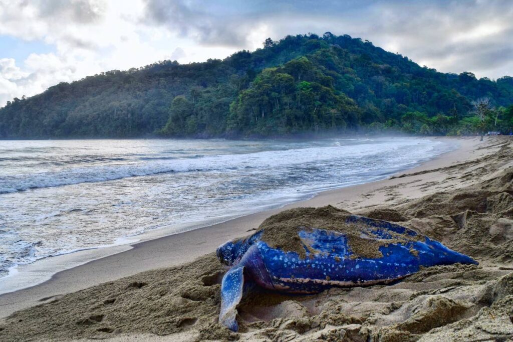 A leatherback turtle makes its way back to the sea at Grande Riviere.  FILE PHOTO/ANJANI GANASE