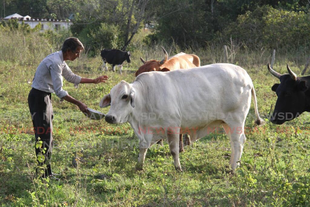 Cattle farmer Chris Medford tends to his animals at his Carlsen Field farm. - Angelo Marcelle