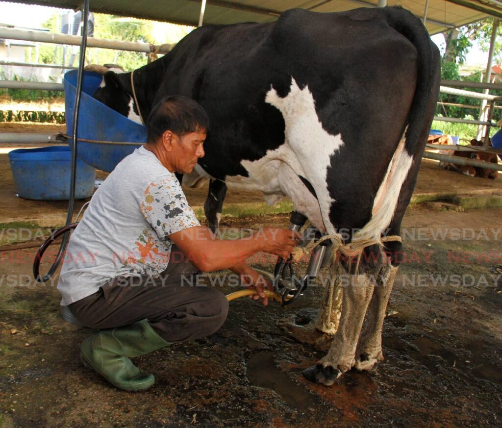 Dairy and poultry farmer Harinath Jankie milks a cow at his Carlsen Field farm in March 2021. The issues affecting the livestock sector need to be dealt with urgently by people with the requisite knowledge and expertise. - FILE PHOTO/ANGELO MARCELLE