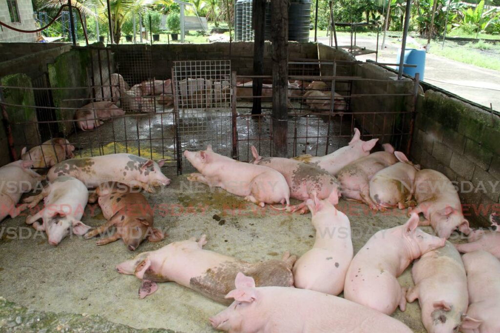 Pigs wait to be fed at a farm in Wallerfield on August 16, 2021. - FILE PHOTO/ANGELO MARCELLE