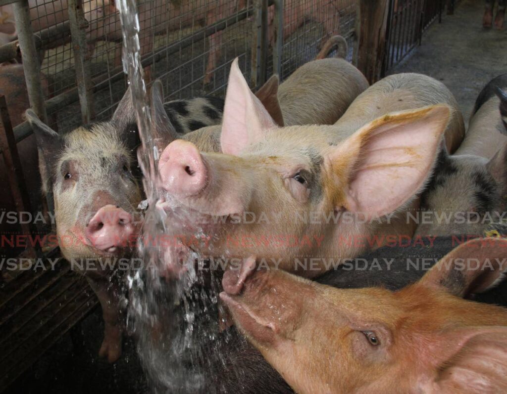 Pigs drink water at a livestock farm in Wallerfield. The Senate on Tuesday debated the Livestock and Livestock Products Board (Repeal) Bill, 2021. - File photo